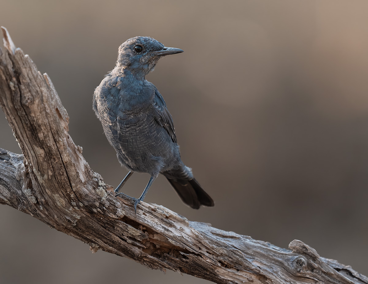 Blauwe Rotslijster — vogelfotografie